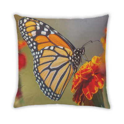 Insectes papillon 43