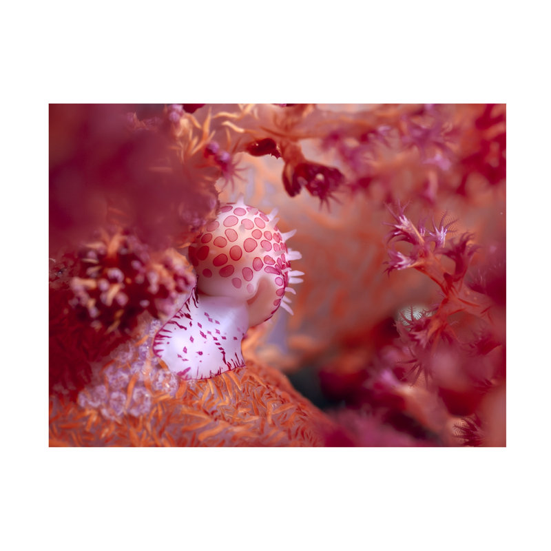 Yaron Halevy Pink Dream Canvas Art, 14" H x 19" W