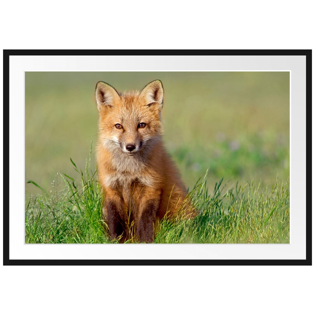 Gerahmtes Poster Kleiner Fuchs