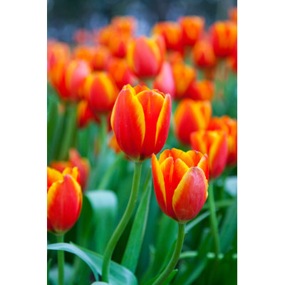 " Red And Yellow Tulips "