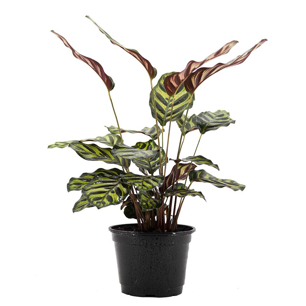 American Plant Exchange Makoyana Calathea Prayer Plant, Live Tropical Plant, Purple & Green Foliage Houseplant American Plant Exchange 