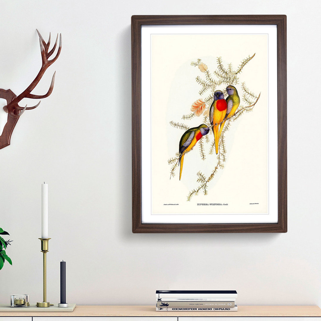 Splendid Grass-Parakeets by Elizabeth Gould - Picture Frame Painting Print