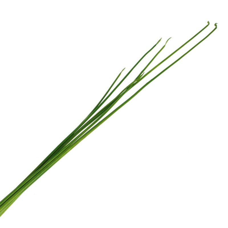 122cm Onion Grass Grass
