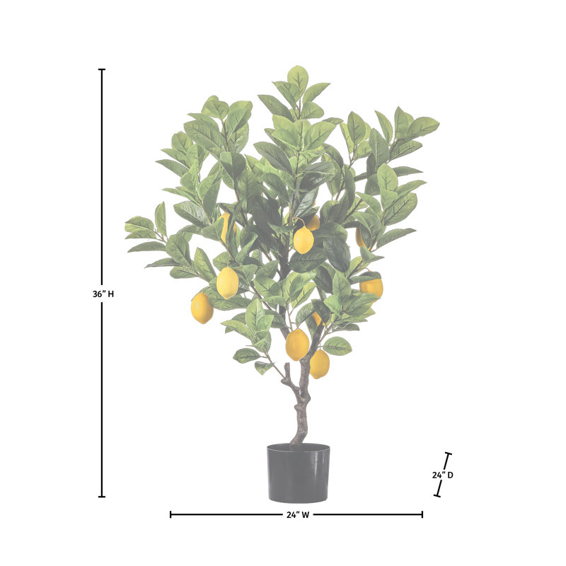 36 po citron en pot