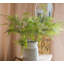 Plantes de la asparagus