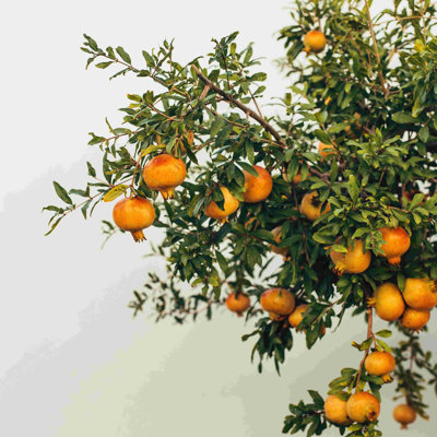 " Pomegranates "