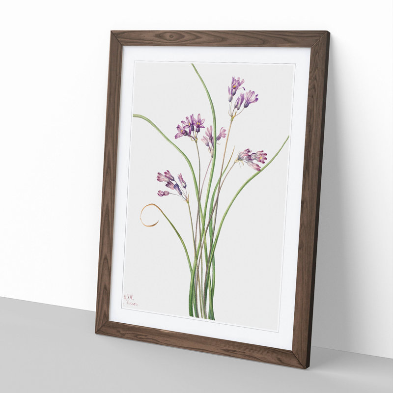 Wild Hyacinth by Mary Vaux Walcott - Picture Frame Painting, 36cm H x 27cm W x 2cm D, Walnut Framed