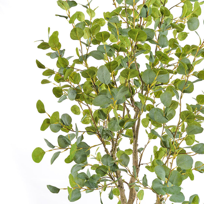 TREE EUCALYPTUS GROWER 7FT