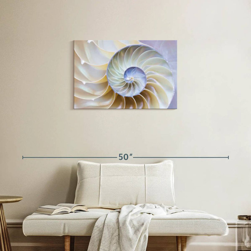 Empty Nautilus Shell, 20" H x 30" W