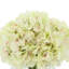 Hortensia de Carruth dans un vase