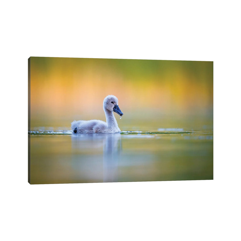 Cygnet 1 Piece Wrapped Canvas Wall Art, 20.32 cm H x 30.48 cm W