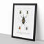 Weevil Beetle Illustrations by Charles DOrbigny - Framed Print-55612043-55612044