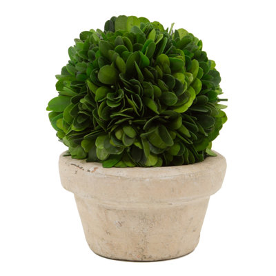 Boxwood Topiary in Ceramic Pot