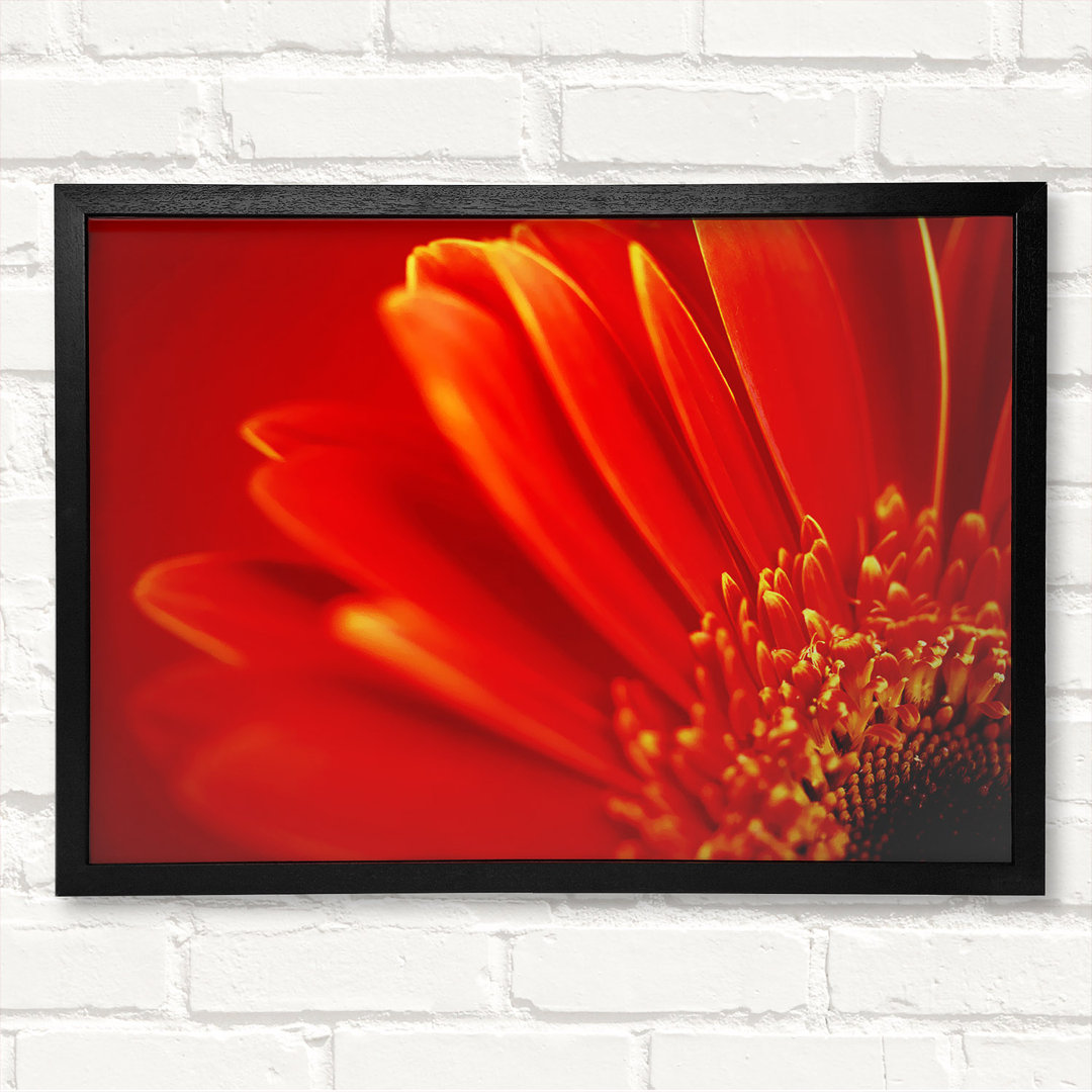 Orange On Orange Gerbera Petals - Closed Corner Frame Kunstdrucke auf Holz