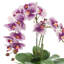 Orchid Arrangement in Square Fiberstone Pot-808760903