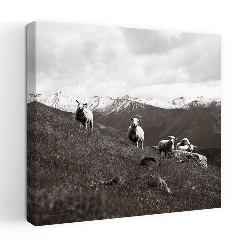 Wanaka Sheep III by Laura Marshall - Wrapped Canvas Print, 45.72cm H x 45.72cm W