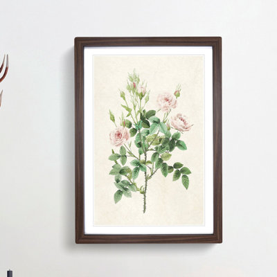 Pompon Roses by Pierre-Joseph Redoute - Picture Frame Painting Print