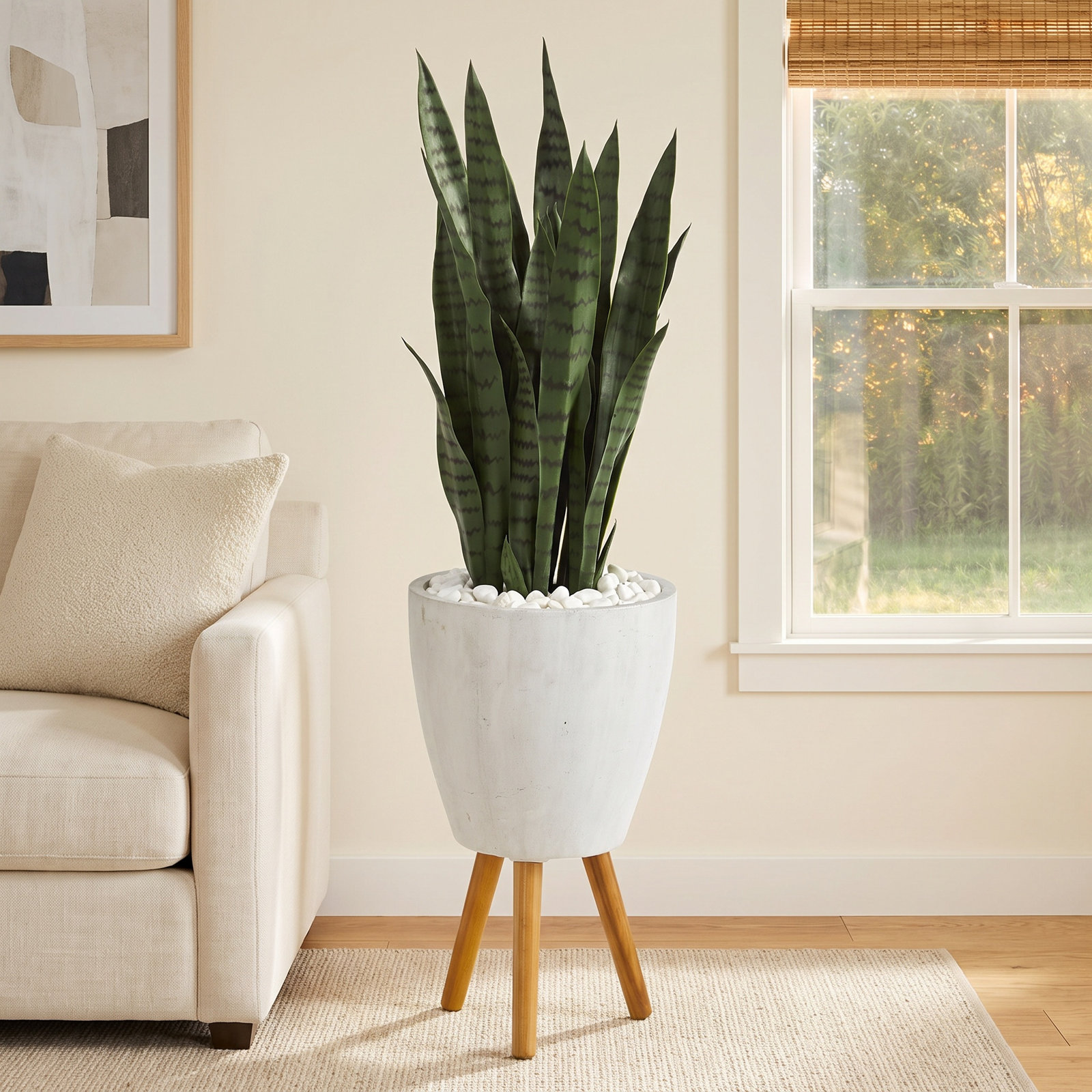 48 " Snake Plant in Planter