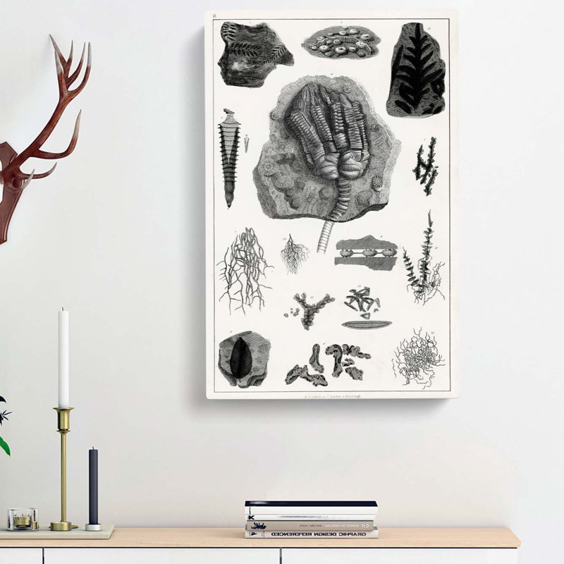Collection Of Fossils II by Oliver Goldsmith - Wrapped Canvas Print, 50cm H x 35cm W x 3cm D