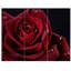 «Red Rose with Raindrops on Black», ensemble de 3 reproductions de photos sur toiles tendues