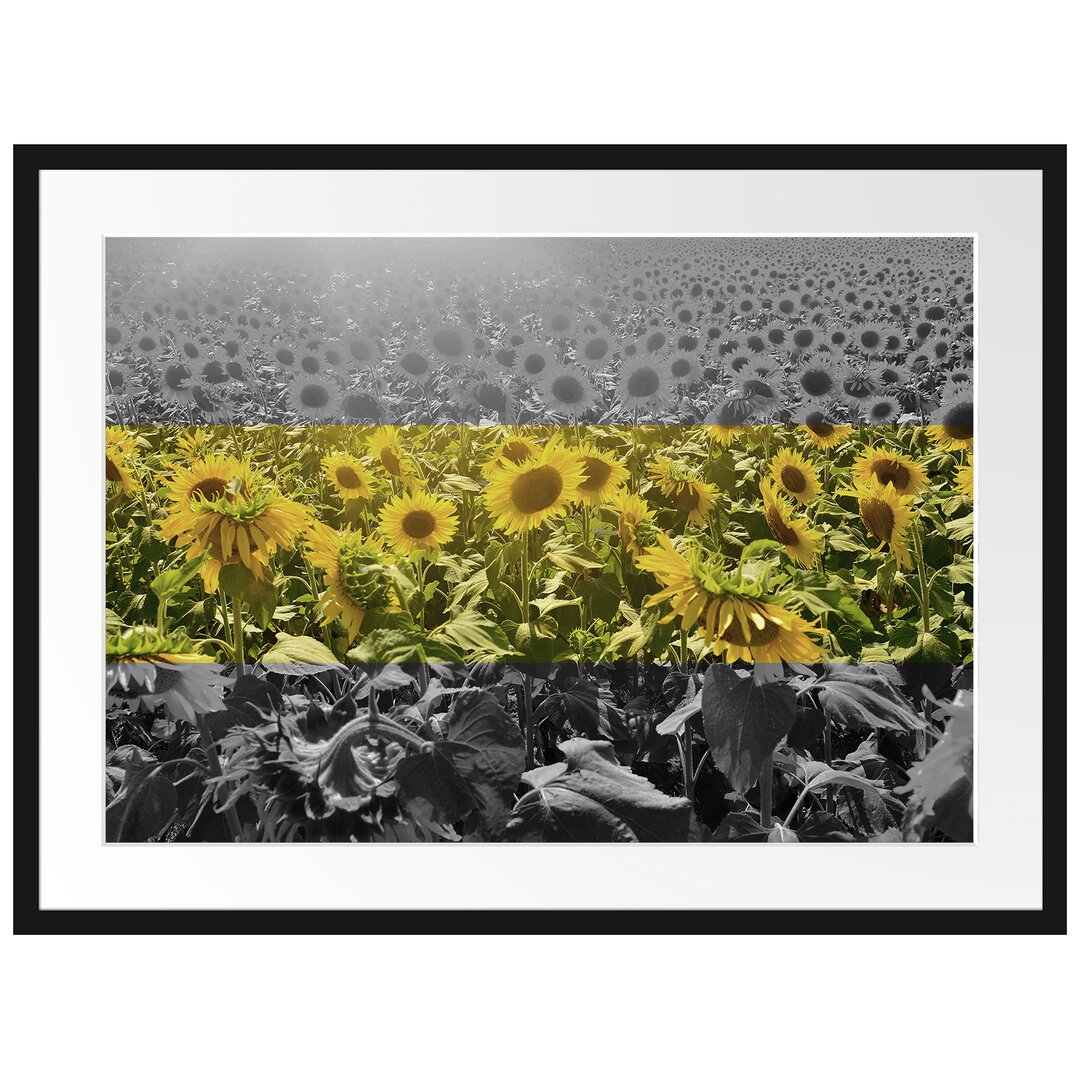 Gerahmtes Poster Wunderschönes Sonnenblumenfeld