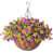 Purple/Yellow