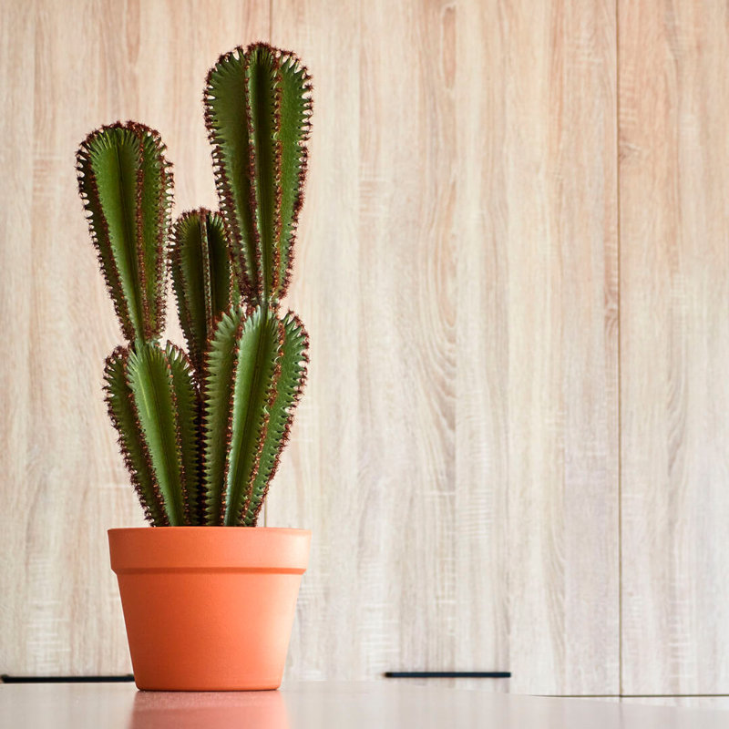 90cm Faux Cactus Plant in Pot