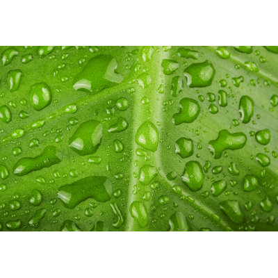 Bekircan Green Leaf - Wrapped Canvas Print