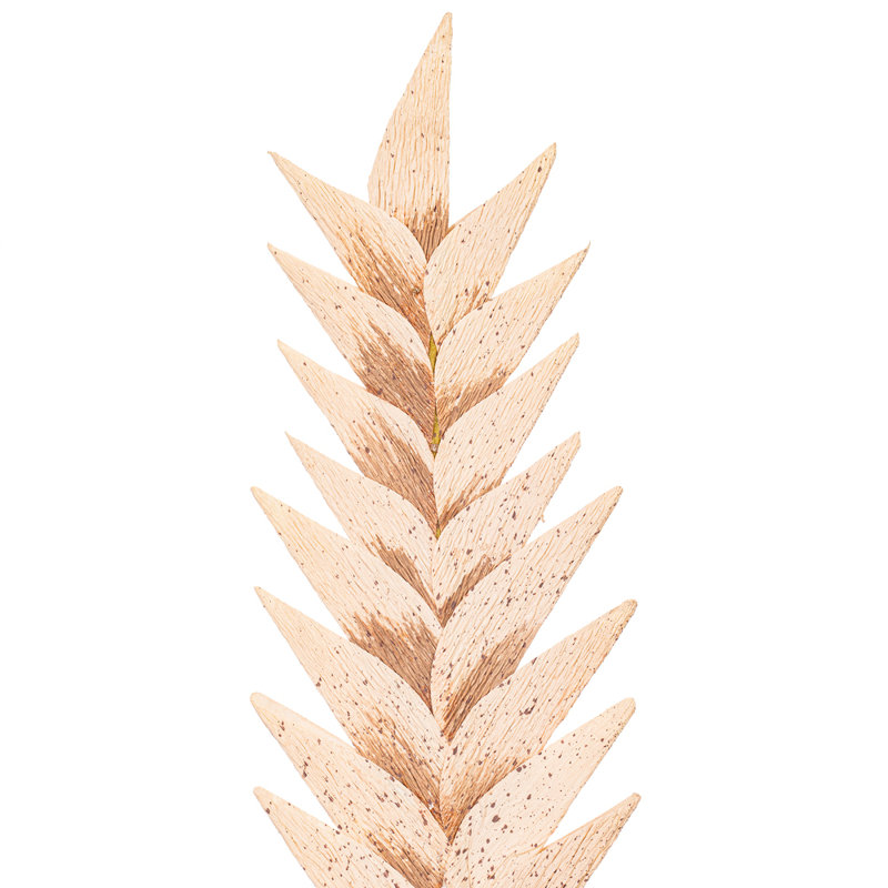 Vickerman 28" Artificial Brown Designer Sword Palm Stem 3/Bag. Features a paper based palm., Light Brown