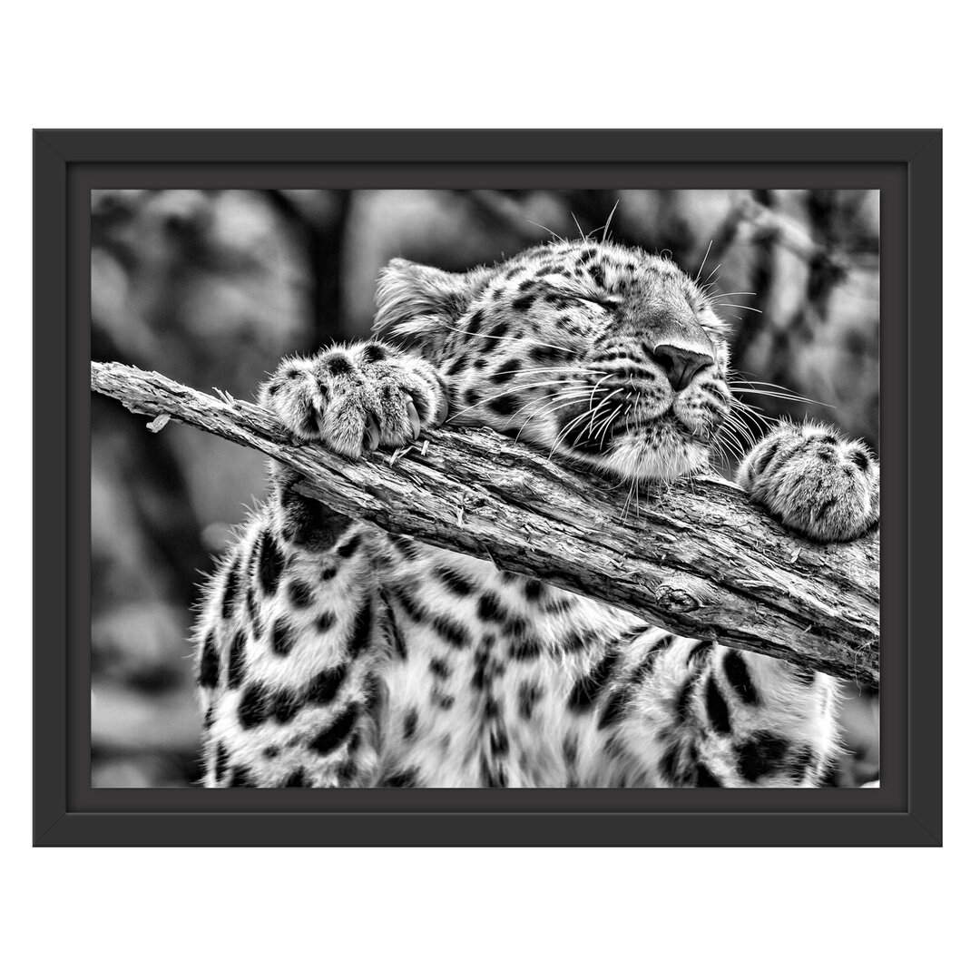 Gerahmtes Poster Playful Leopard