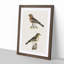 Chaffinch Birds by Von Wright - Picture Frame Painting Print-55536221-55536220