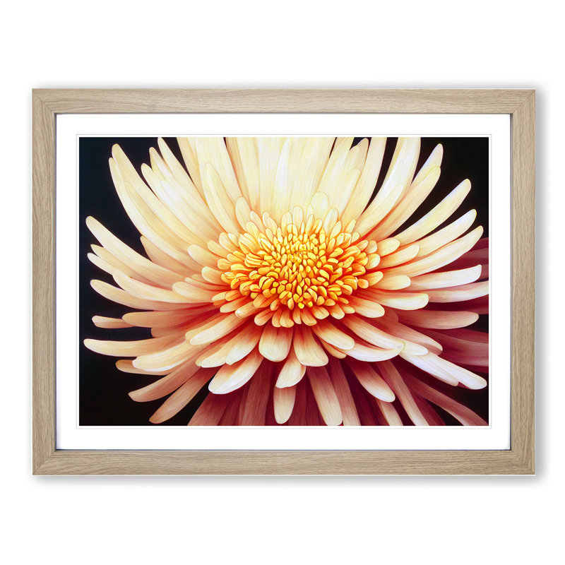 Sensational Chrysanthemum Flower - Framed Print, 34cm H x 46cm W x 2cm D, Oak 