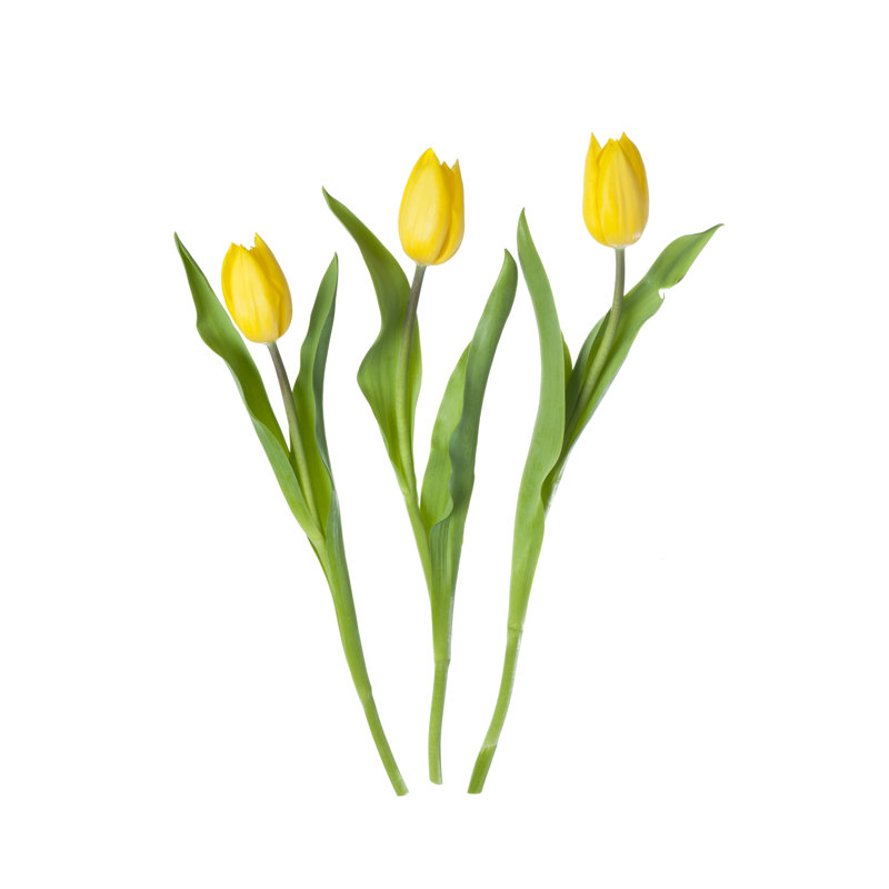 Raeford Three Yellow Tulips - Wrapped Canvas Print, 30cm H x 20cm W x 3.8cm D