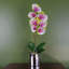 Plant-107235795