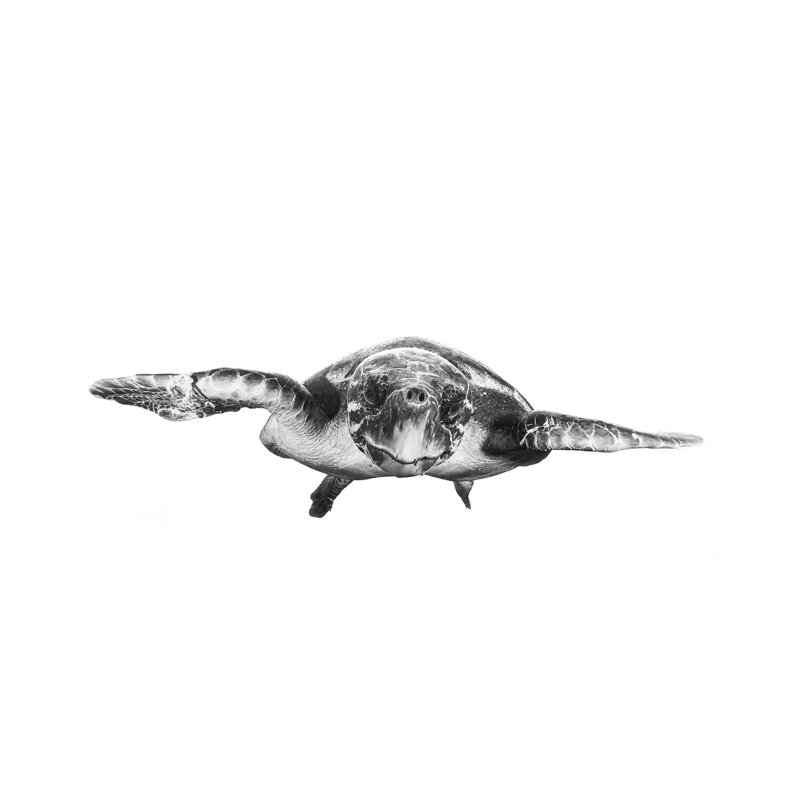White And Turtle by Barathieu Gabriel - Wrapped Canvas Print, 20.32 cm H x 30.48 cm W