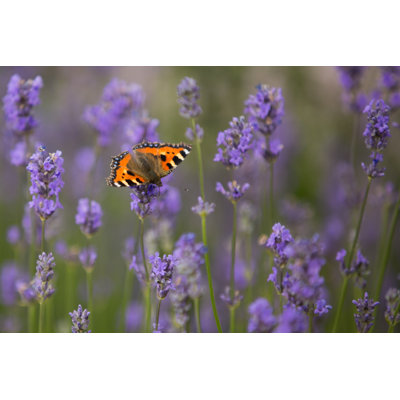 Aderes Tortoiseshell Butterfly by Paul_Cooper - Wrapped Canvas Print