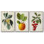 Garden Gems I, ensemble de 3 pièces encadrées sur toile-97794979-97794980