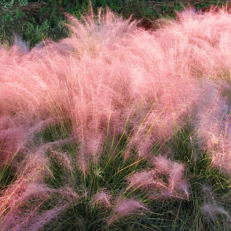 3 gal. Pink Muhly Grass