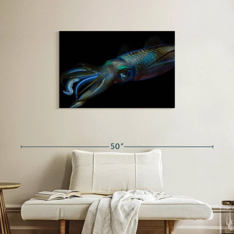 Bigfin Reef Squid, 24" H x 36" W