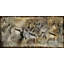 Springbok Print by Austin Beiv-25707338-25707343