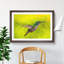Hummingbird in Costa Rica - Picture Frame Painting Print-56711960-56711961