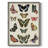 Flutterbys I Framed Print - Solid Wood-594132843