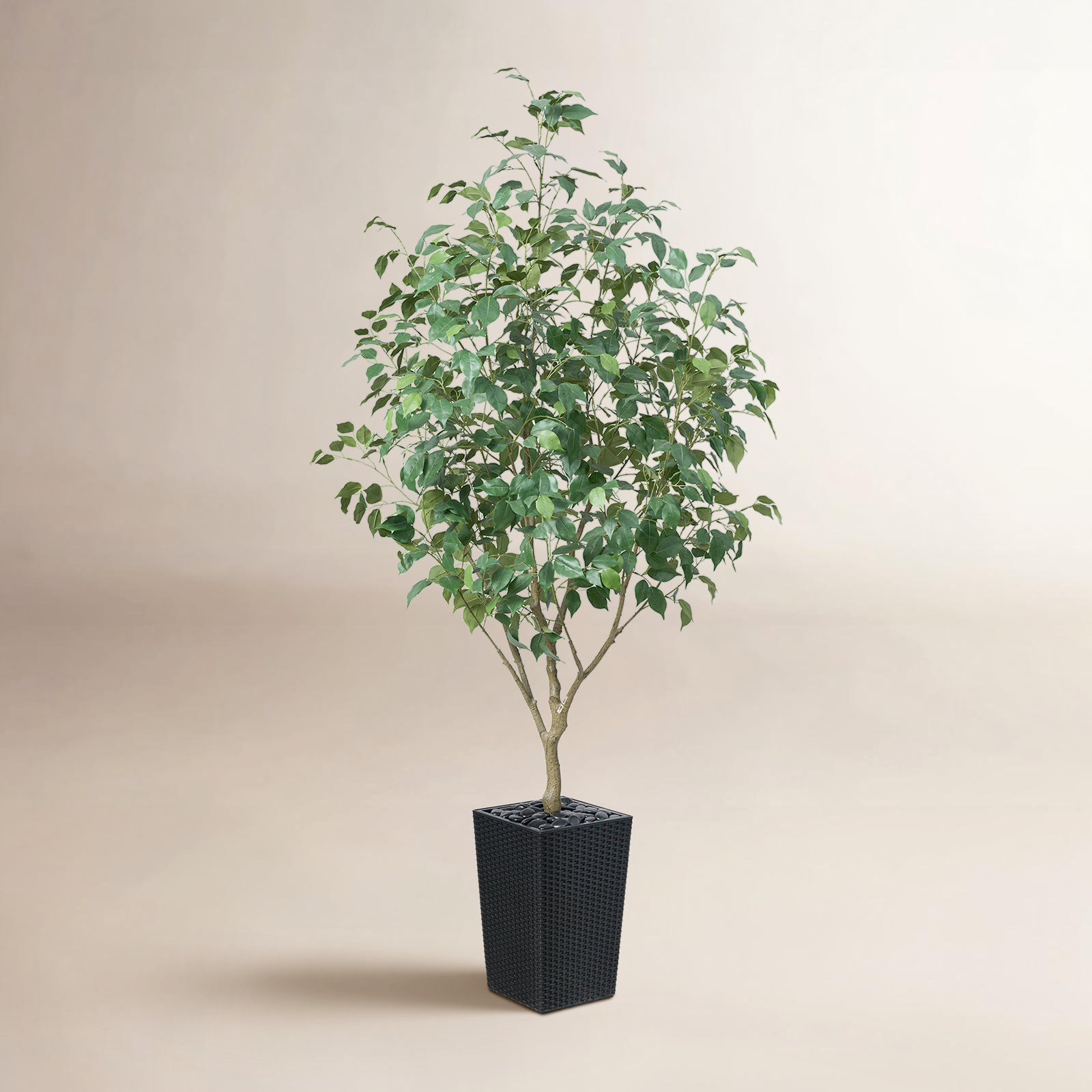 George Ficus Tree in Decorative Vase, Black, 72" H x 24" W x 24" D
