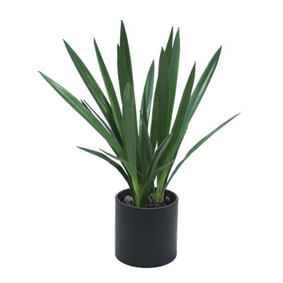 Plante orchidée en pot cymbidium