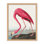 Coastal Retreat Pink Flamingo II From Birds Of America (1827)