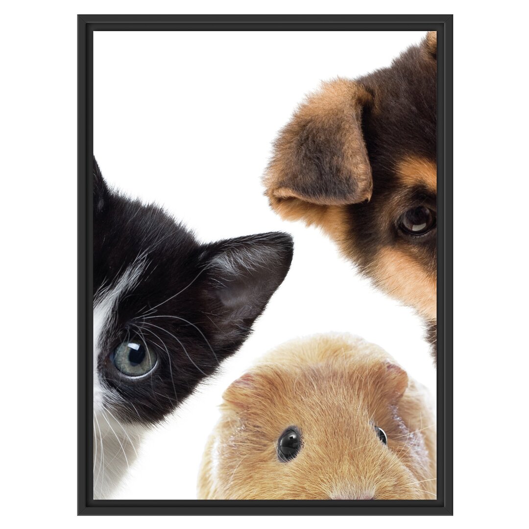 Gerahmtes Wandbild Trio Hund Katze Meerschwein