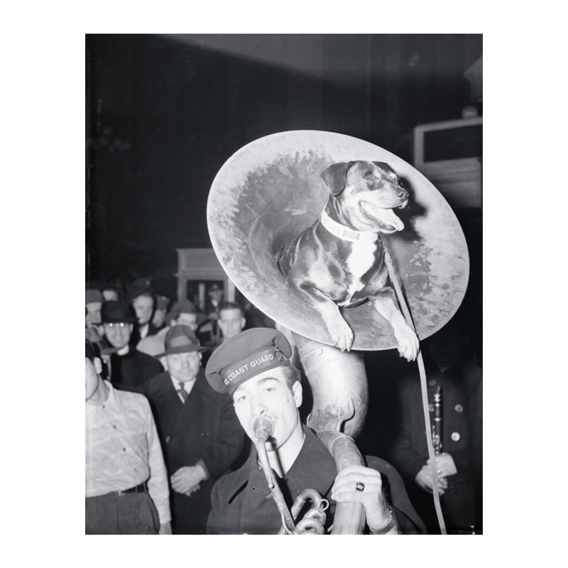 «Coast Guard Mascot Dog Riding in Tuba» par Inconnu - Estampe numérique, H 20 po x l 16 po