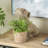Cole And Grey 1 Piece Resin Textured Dog Planter With Antique Pot Set