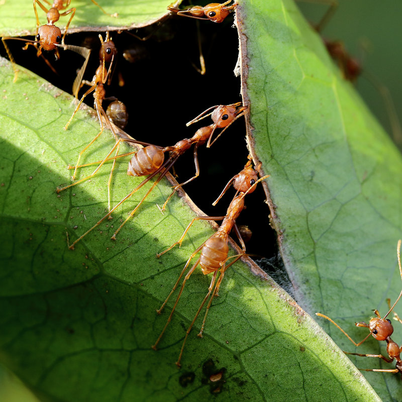 Villette, fourmis rouges, travail d'équipe sur toile, H 12 po x l 12 po