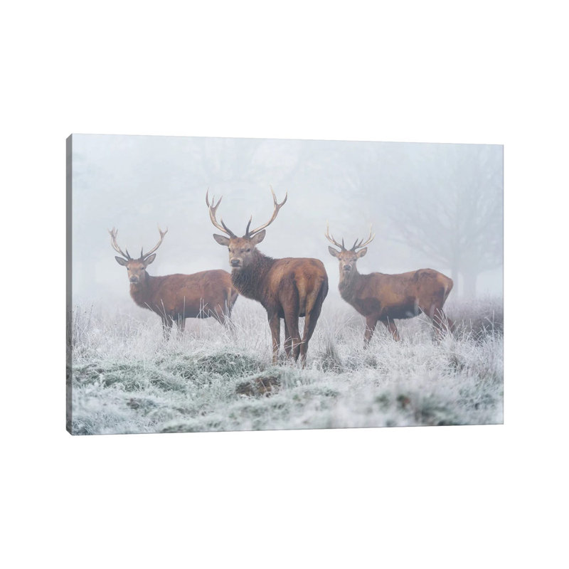 Fogbound by Max Ellis - Wrapped Canvas Print, 20.32 cm H x 30.48 cm W